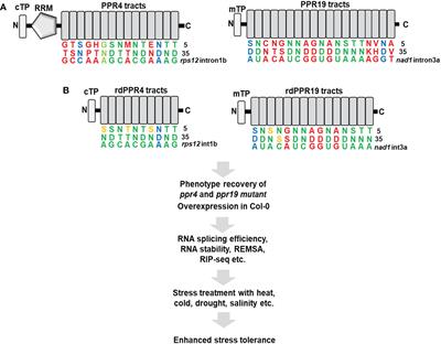 Engineering of pentatricopeptide repeat proteins in organellar gene regulation